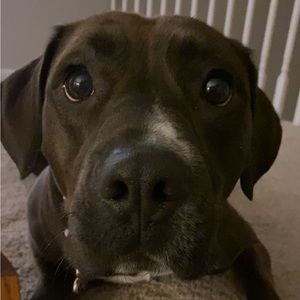 Meet your Posher, Macy!